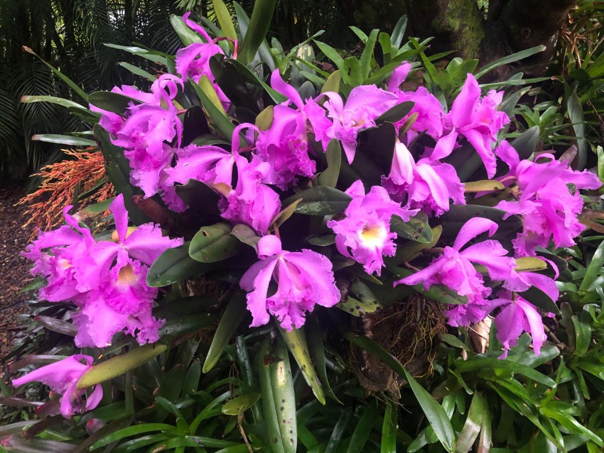 Eden Rest Bed and Breakfast Cooroy Exterior foto